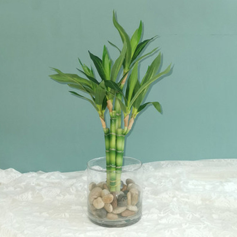 Aquarium Plant Display - Nouvelle plante artificielle Bambou porte-bonheur de