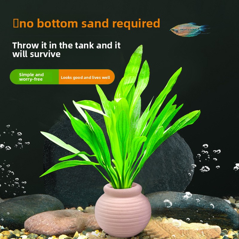 Ancrages pour plantes d'aquari - Planted Aquarium Anubias avis et prix