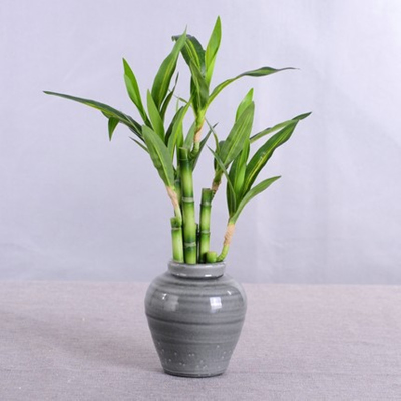 Nouvelle plante artificielle B - Aquarium Plant Display avis et prix