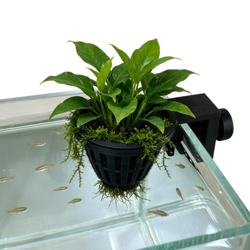 Support pour plantes aquatique - Planted Aquarium Anubias avis et prix