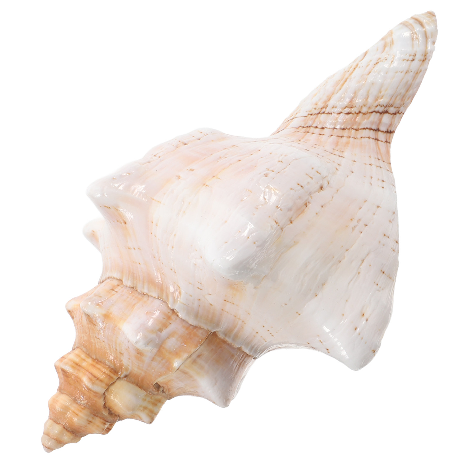 Coquille de conque géante natu - Planted Aquarium Photos avis et prix