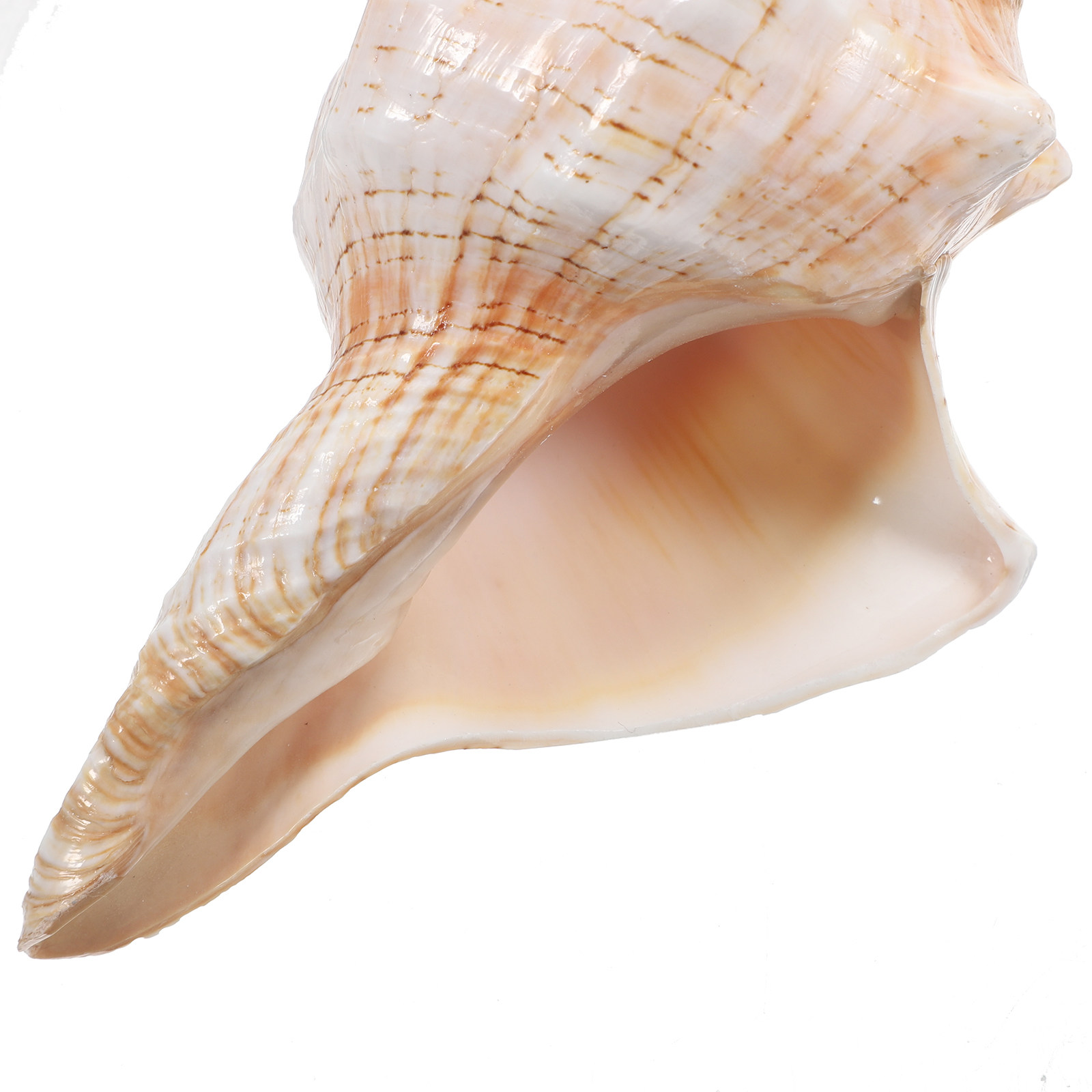 Coquille de conque géante natu - Planted Aquarium Photos avis et prix