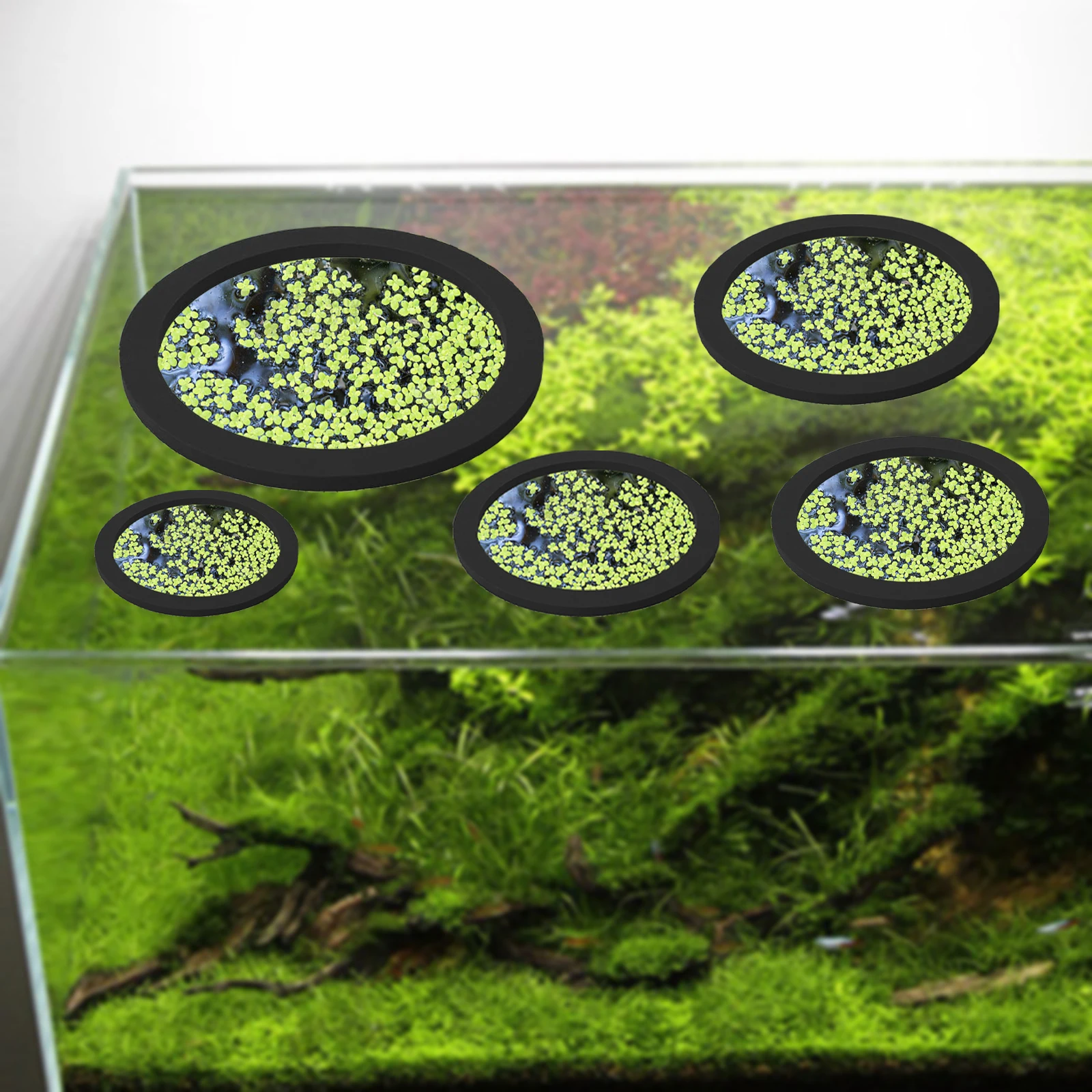 Anneaux d'Alimentation pour Aq - Aquarium For Planted Tank avis et prix