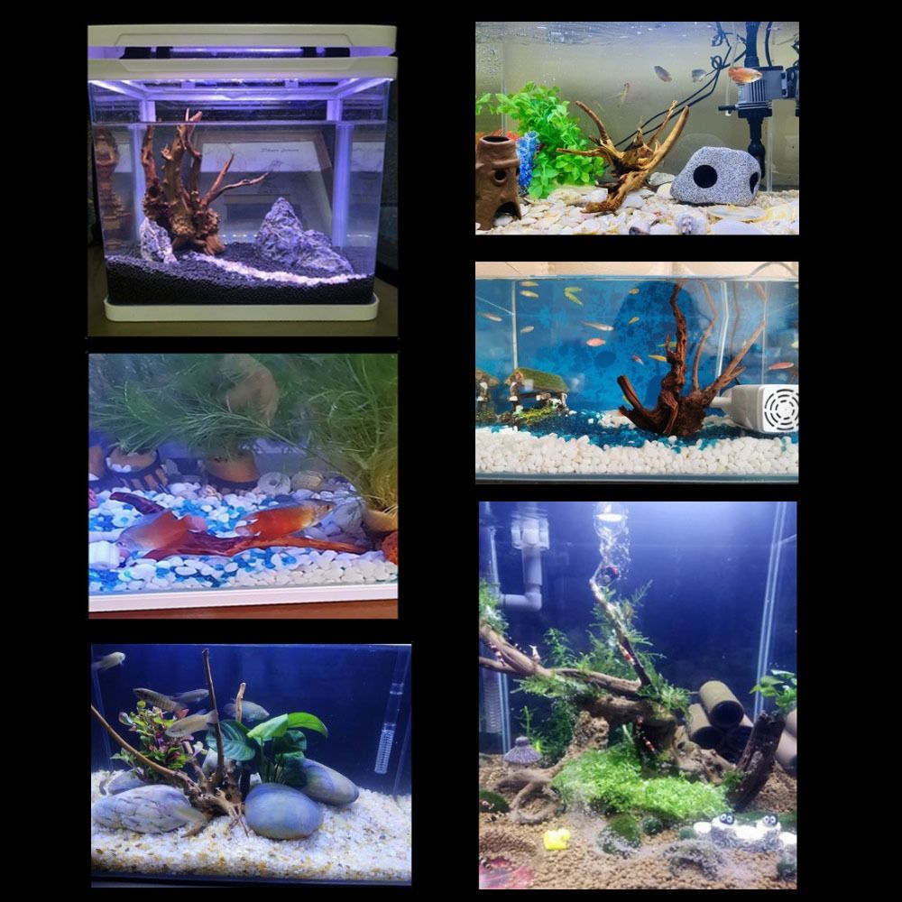 Bois flotté naturel de 20-25 c - Planted Aquarium Bowl avis et prix