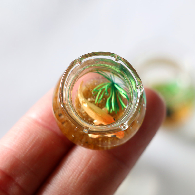 Mini maison de course en verre - Planted Aquarium Photos avis et prix