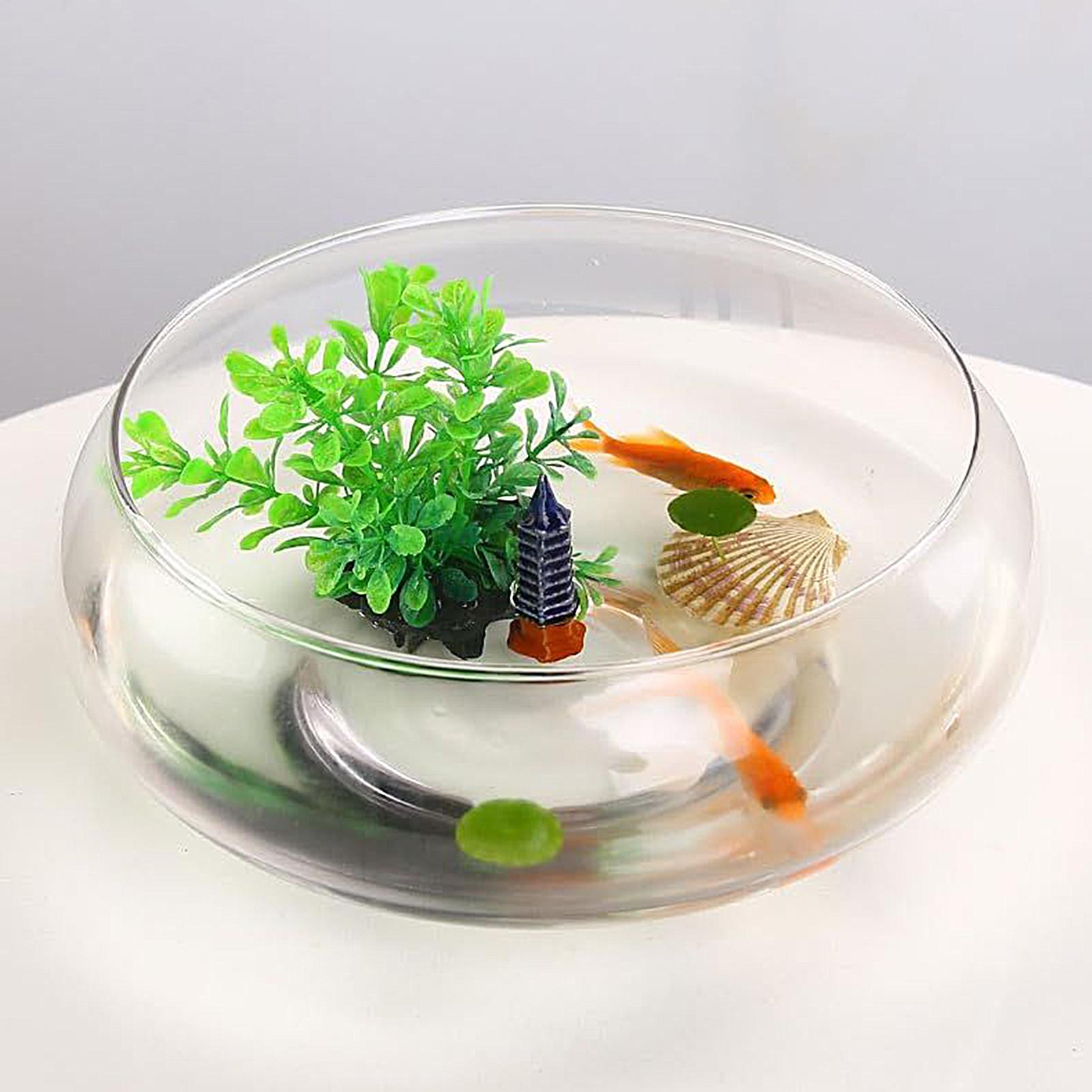 Grand bol en verre pour poisso - Planted Aquarium Bowl avis et prix