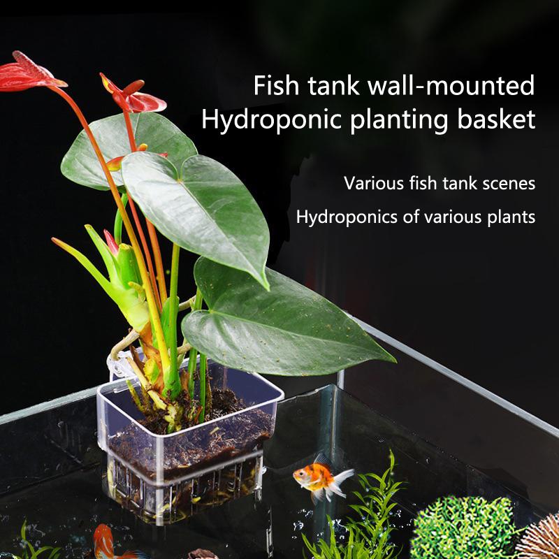Coupelles de culture hydroponi - Aquarium Planted Tank Setup avis et prix